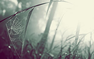 selective focus photography of spider web on green leaf