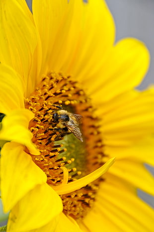 Shallow Focus photography of Bumble Bee on yellow Sunflower