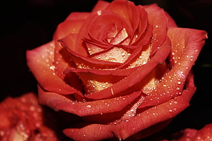 red Rose flower with dew in closeup photo
