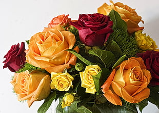 yellow and red Rose flowers HD wallpaper