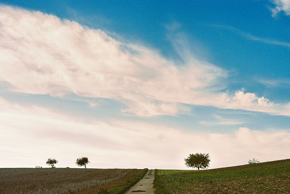 three green leaf trees under clear sky during daytime HD wallpaper