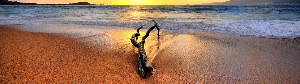 brown tree branch, nature, landscape, multiple display, beach HD wallpaper