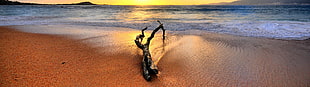 brown tree branch, nature, landscape, multiple display, beach