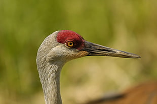 close up photo of brown and red animal, crane
