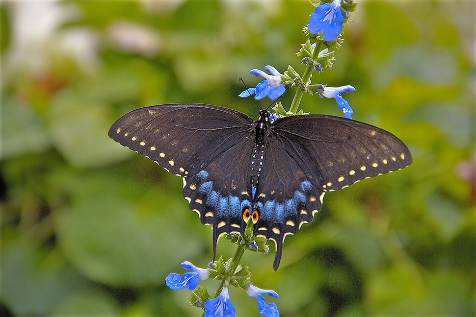 Giant Swallowtail Butterfly HD wallpaper