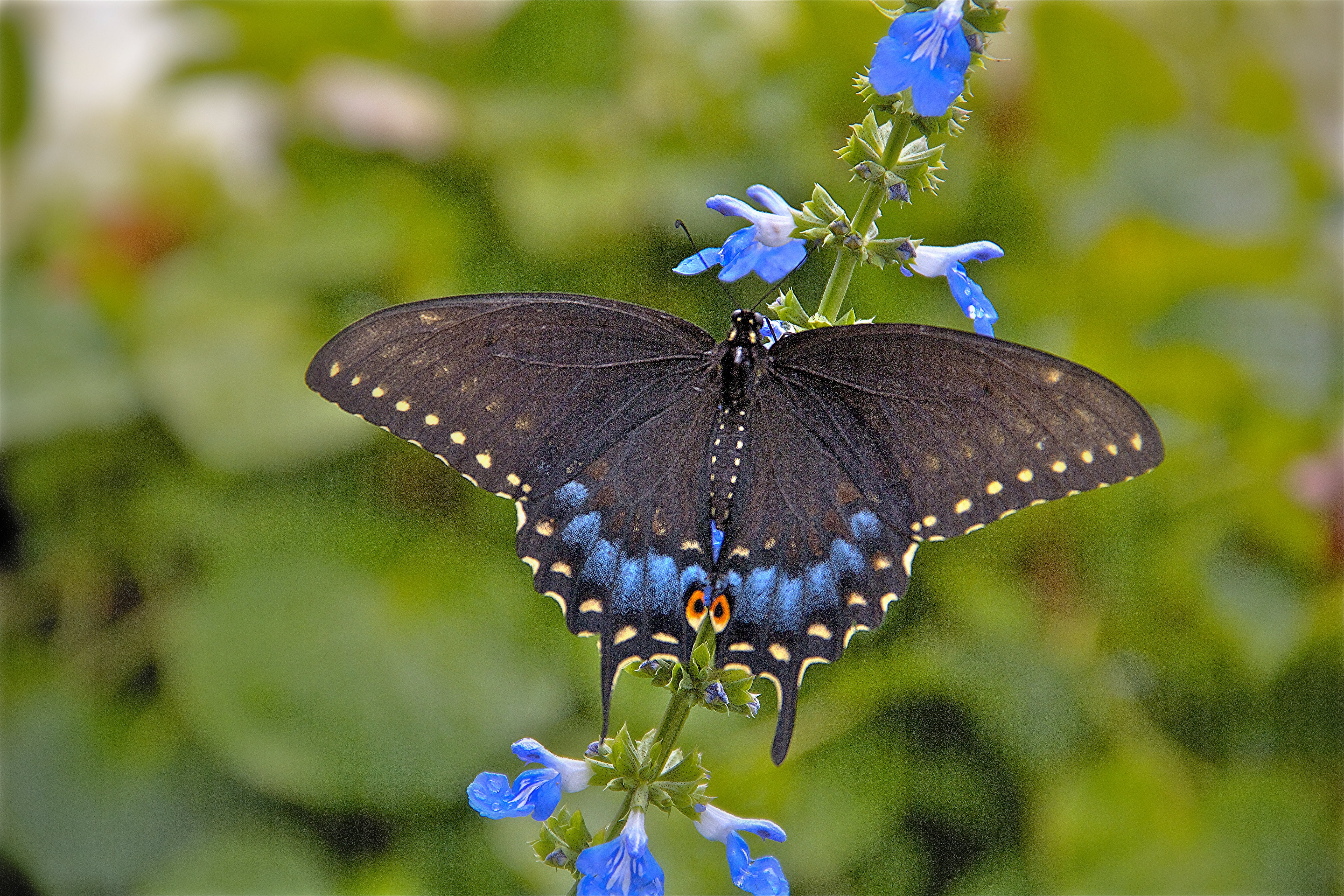 Giant Swallowtail Butterfly