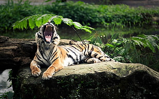 bengal tiger, tiger, animals, nature, open mouth HD wallpaper