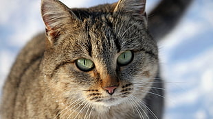 selective focus photography of brown Tabby cat