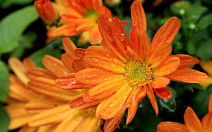 orange calendula flower, Bellis, Flowers, Dew