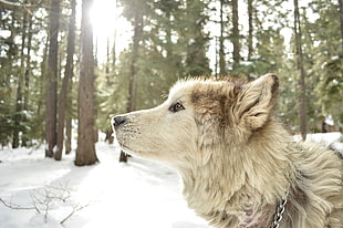close up photo of alaskan malamute in forest