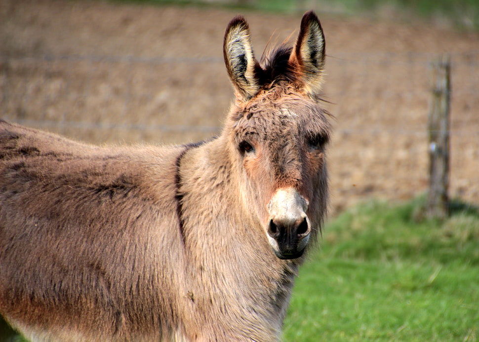 brown animal HD wallpaper