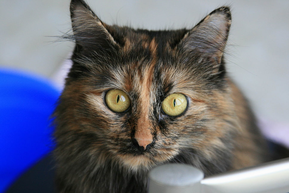 adult calico cat HD wallpaper