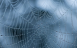 spider web with dew drops in closeup photo