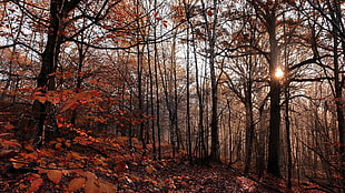 orange leafed trees, nature, trees, forest, fall