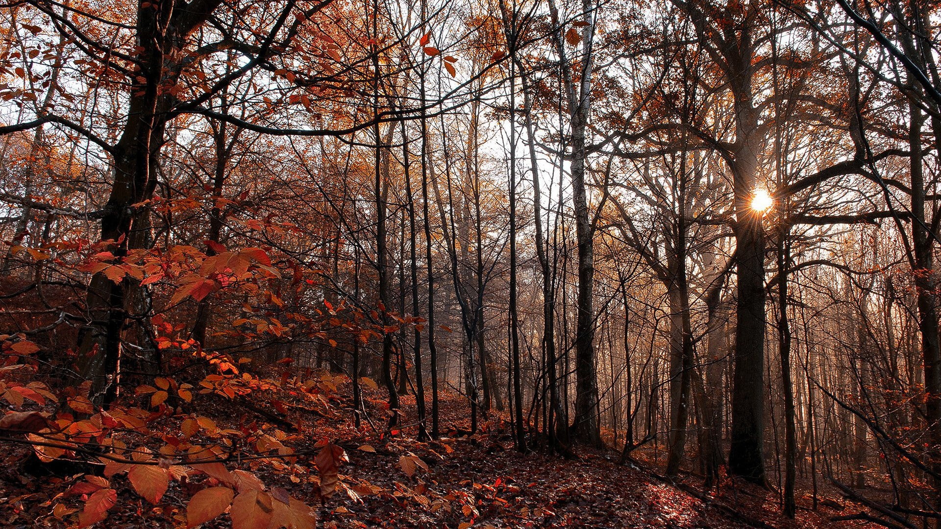 orange leafed trees, nature, trees, forest, fall