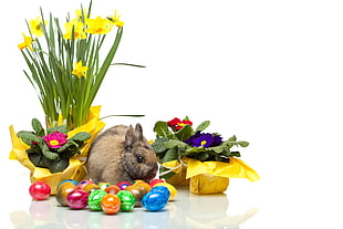 brown bunny near assorted color eggs