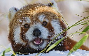 red panda, red panda, animals, nature, snow HD wallpaper