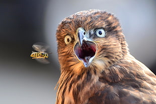 brown owl and yellow wasp, animals, birds, bees, flying