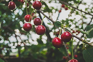 closeup photography of cherry fruit