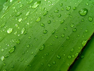 macro photography of green leaf with water drops