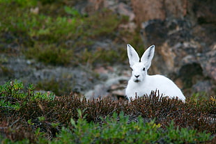 white rabbit near grass HD wallpaper