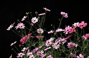 pink Cosmos flowers HD wallpaper