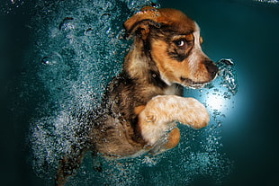 Australian shepherd puppy on body of water HD wallpaper