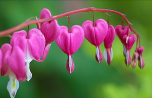 pink-and-white Bleeding heart flower in close up photography