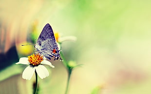 close up focus photo of a white, red, and black swallowtail butterfly on yellow flower HD wallpaper