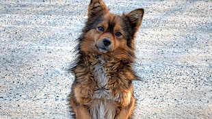 brown and black medium-coated dog