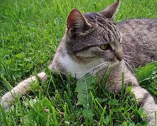 Adult silver tabby cat on green grass