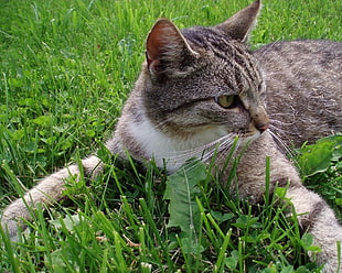 Adult silver tabby cat on green grass HD wallpaper