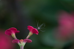 pink flowers in tilt shift lens photography