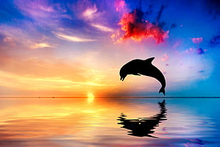dolphin silhouette jumping out of water during sunset digital wallpaper, sea, dolphin, sunset