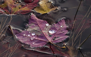 purple leaf, nature, leaves, maple leaves, macro HD wallpaper