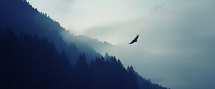 flight of bird, birds, mountains