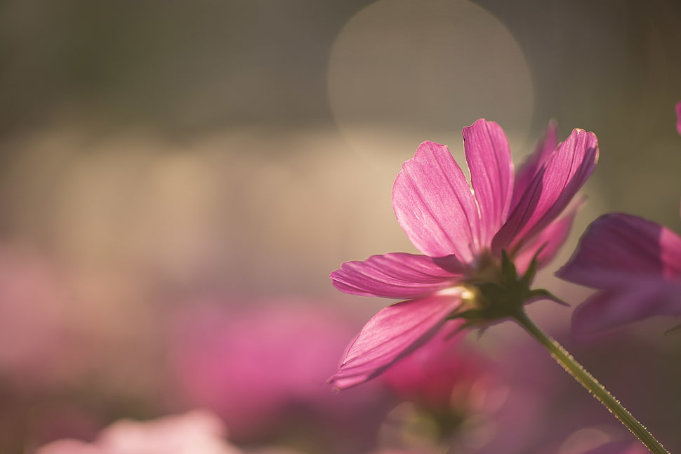 low angle selective focus photography of a pink flower HD wallpaper