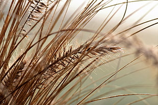 selective focus photography of wheat grass HD wallpaper