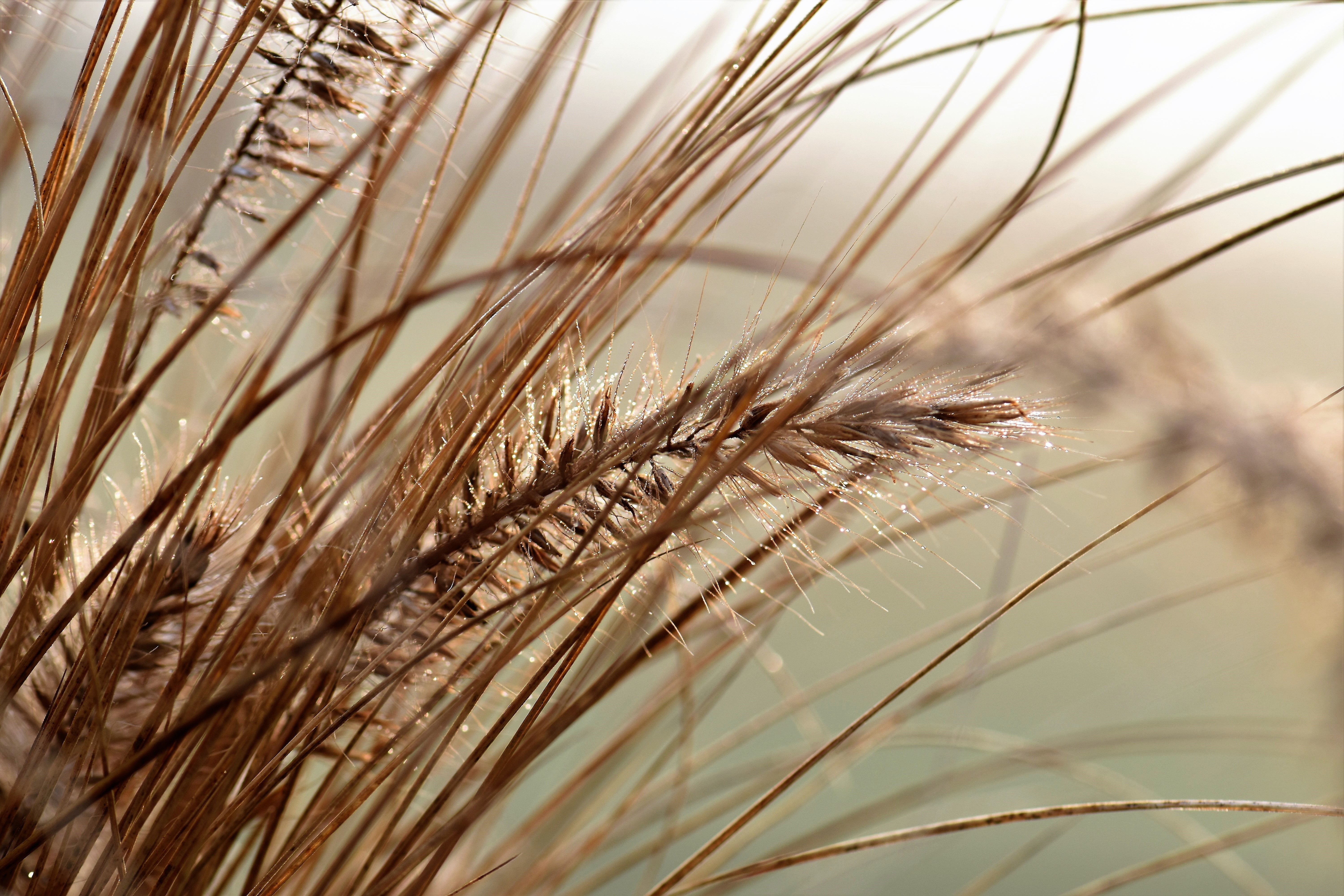 selective focus photography of wheat grass