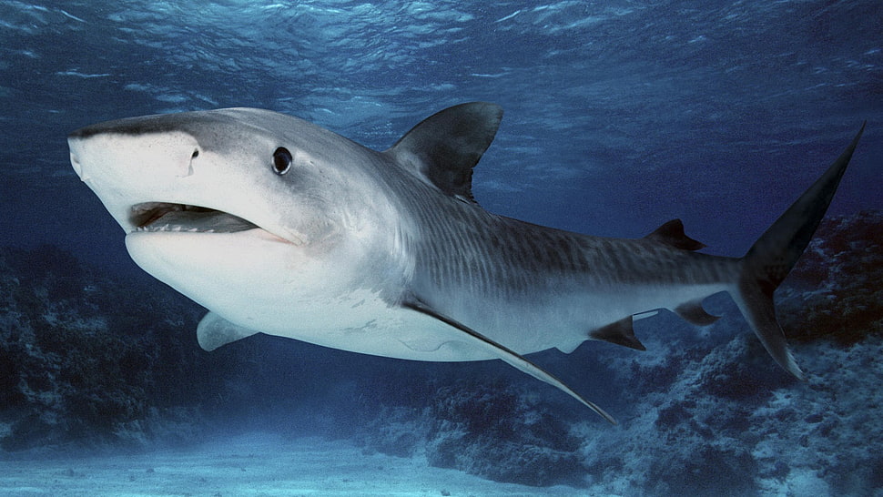 gray shark, shark, animals HD wallpaper