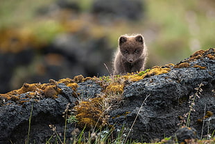 brown cub, animals, mammals, arctic fox