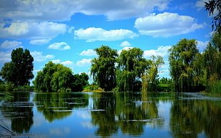 mirror photography of trees and body of water during daytime