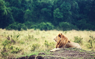 brown lion lying on grass field