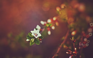 green leafed plant, bokeh, nature, flowers