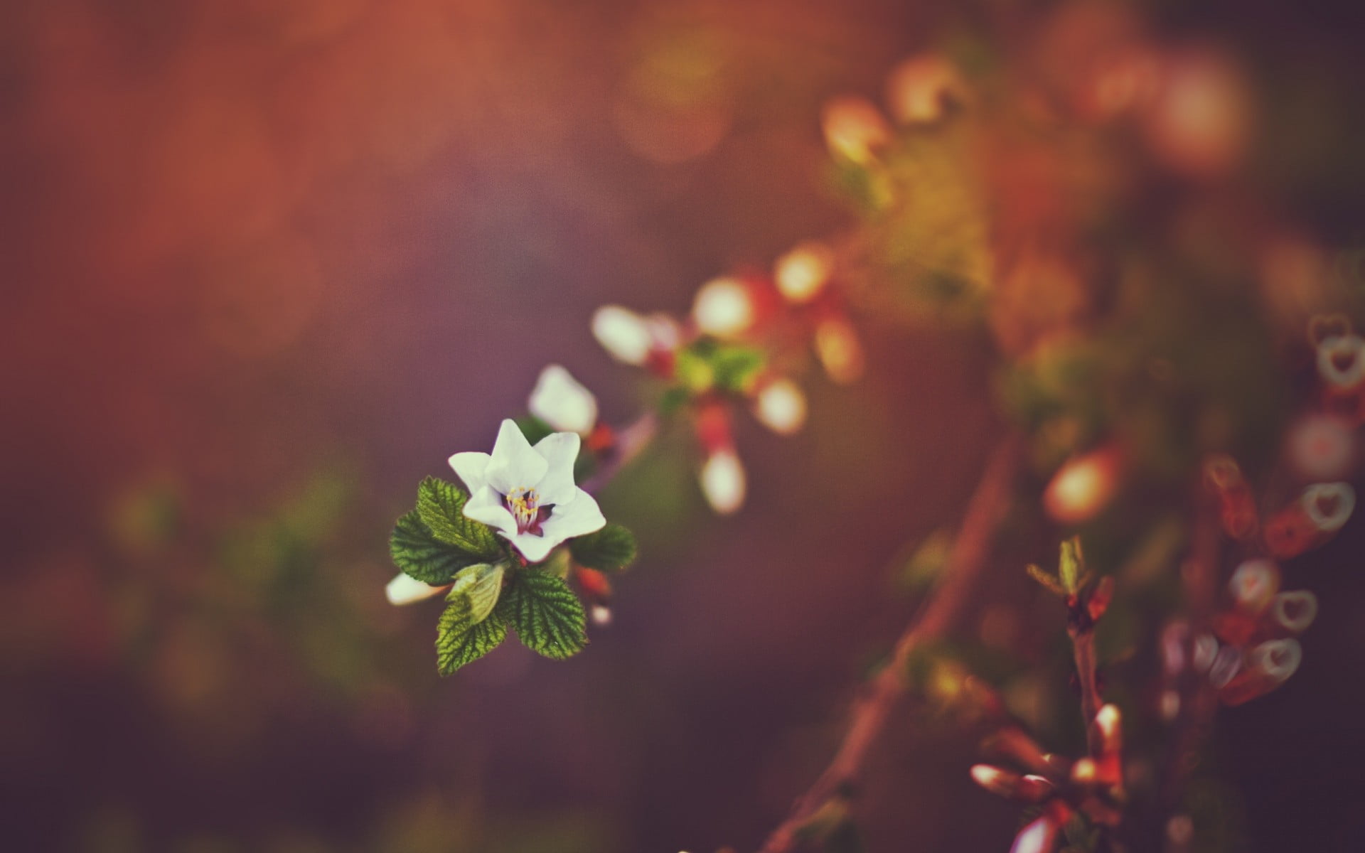 green leafed plant, bokeh, nature, flowers HD wallpaper.