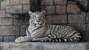 white Tiger reclining in concrete surface HD wallpaper