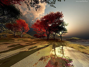 maple trees, nature