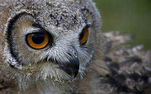 closeup photography of gray owl