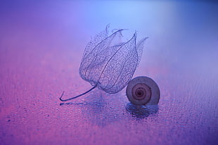 gray petaled flower, snail, macro, purple, pink HD wallpaper