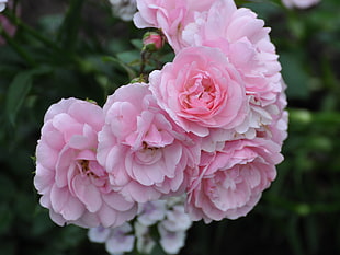 pink Rose flowers in closeup photography